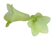 Бусины акриловые в виде цветка салатовый