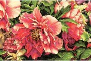 70-35298 Набір для вишивання хрестом, DIMENSIONS Coral Peonies "Коралові піони"